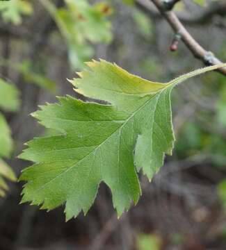 Image of Crataegus sphaenophylla Pojark.