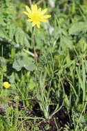 صورة Tragopogon reticulatus Boiss. & Huet