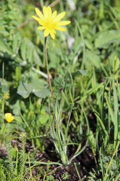 Image of Tragopogon reticulatus Boiss. & Huet