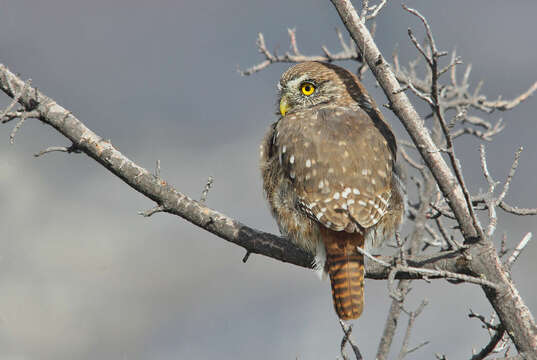 Image of Austral Pygmy Owl