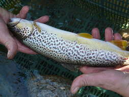 Image of Marbled trout