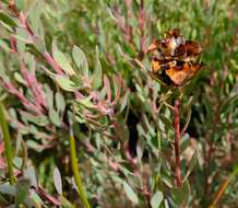 Image of Leucadendron glaberrimum subsp. glaberrimum