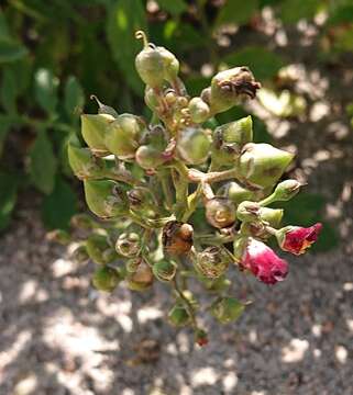 Image de Scrophularia sublyrata Brot.