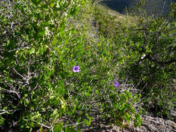 صورة Ruellia californica (Rose) I. M. Johnston