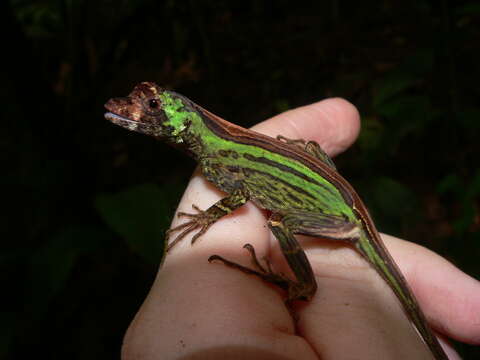 Imagem de Anolis capito Peters 1863