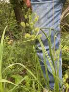 Image of manyflower flatsedge