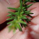 صورة Tetratheca ericifolia Sm.