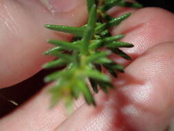 Image of Tetratheca ericifolia Sm.