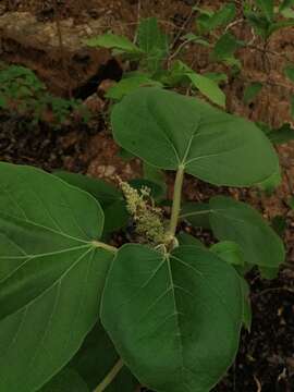 Image of Croton suberosus Kunth