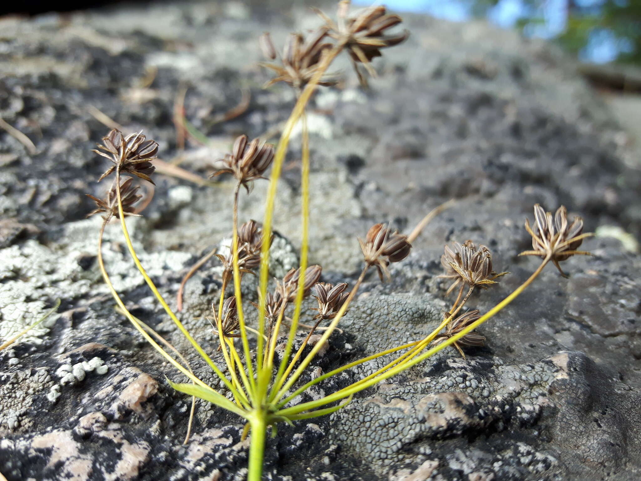 Bupleurum krylovianum Schischk. ex G. V. Krylov resmi