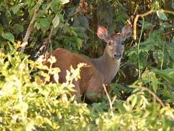 Image of South American Red Brocket