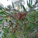 Image of Acacia verniciflua A. Cunn.