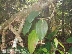 Image of Hoya latifolia G. Don