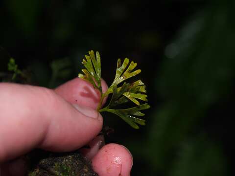 Image de Elaphoglossum peltatum (Sw.) Urb.