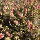 Image of rosy bluebush