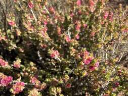 Image of rosy bluebush