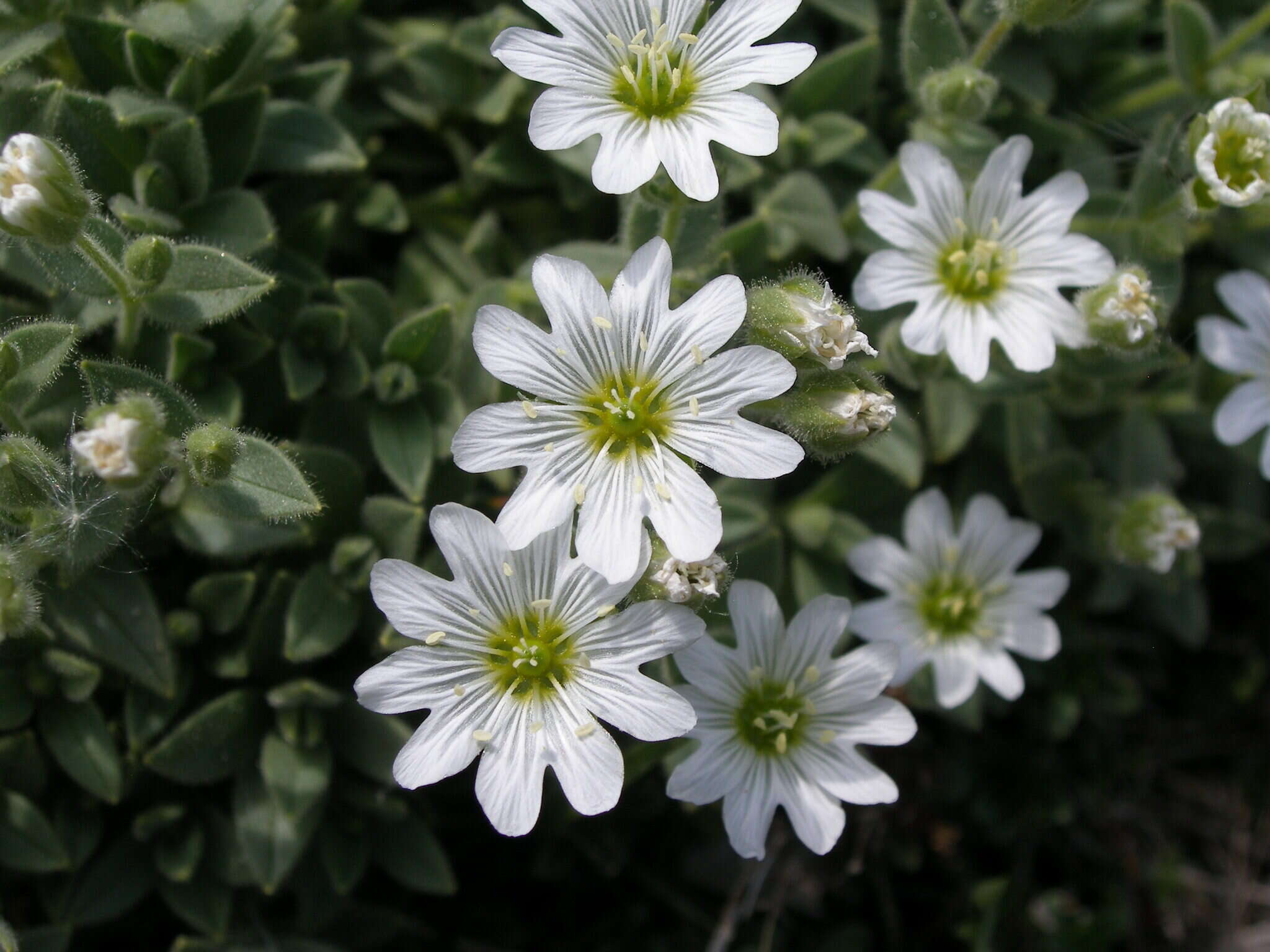 Imagem de Cerastium dinaricum G. Beck & Szysz.