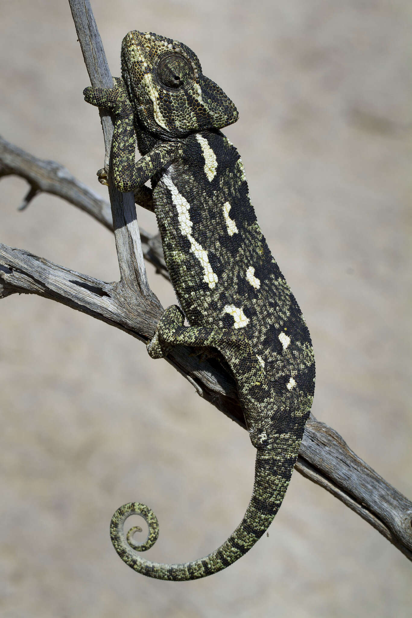 Image de Caméléon commun