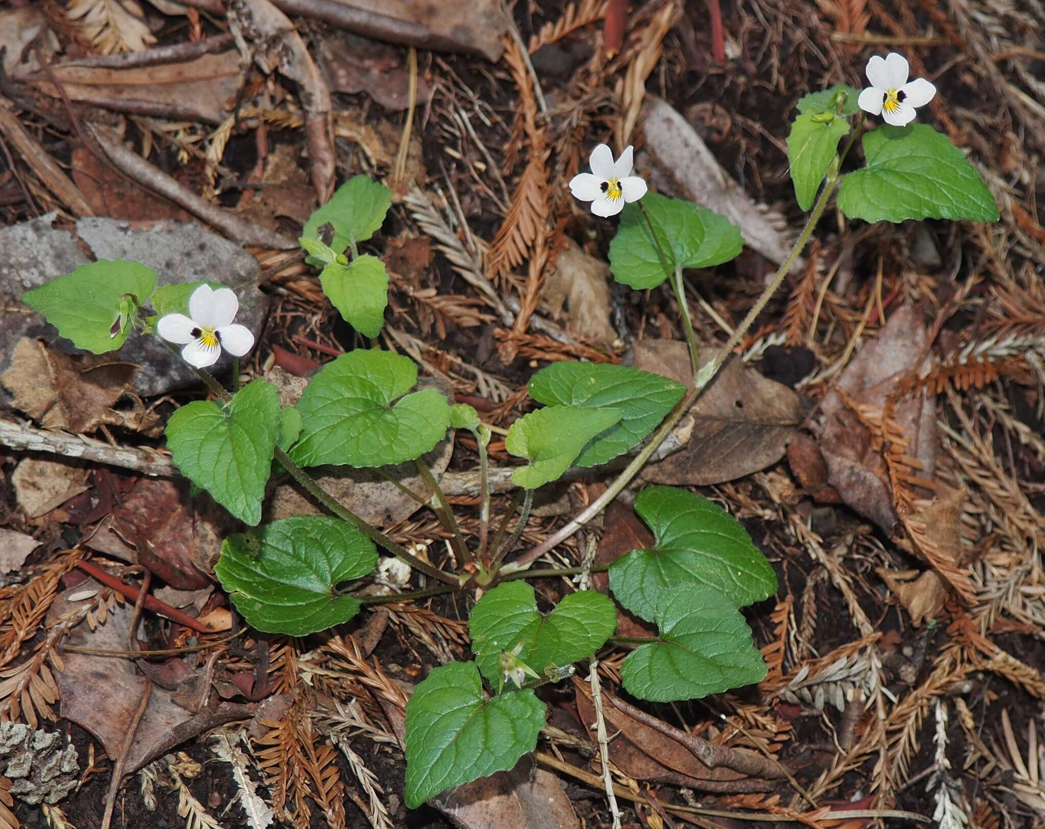 صورة Viola ocellata Torr. & Gray