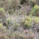 Image of Slender-billed Thornbill