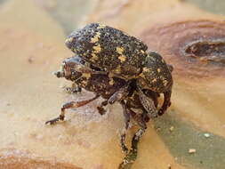 Image of Pissodes weevil