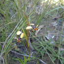 Image of Leopard orchid