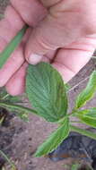 Image of Mint lippia