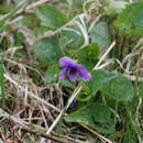 Sivun Viola langsdorfii subsp. sachalinensis W. Becker kuva