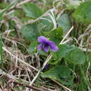 Слика од Viola langsdorfii subsp. sachalinensis W. Becker