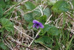 Слика од Viola langsdorfii subsp. sachalinensis W. Becker