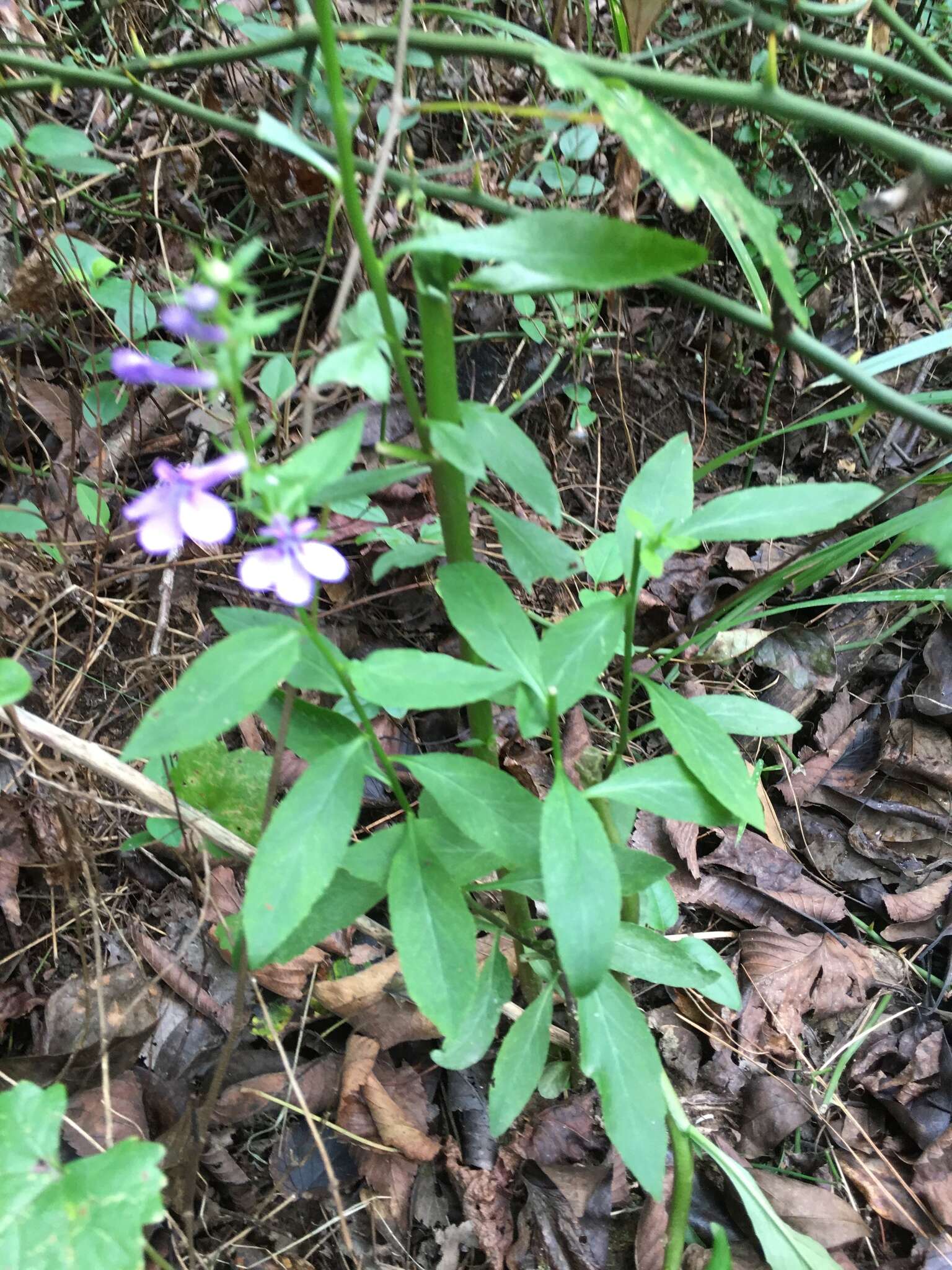 Image of southern lobelia