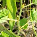 Image of nettleleaf noseburn