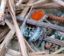 Plancia ëd Phidippus whitmani Peckham & Peckham 1909