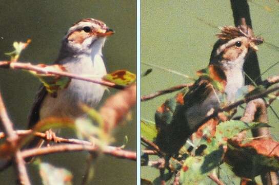 Image of Clay-colored Sparrow