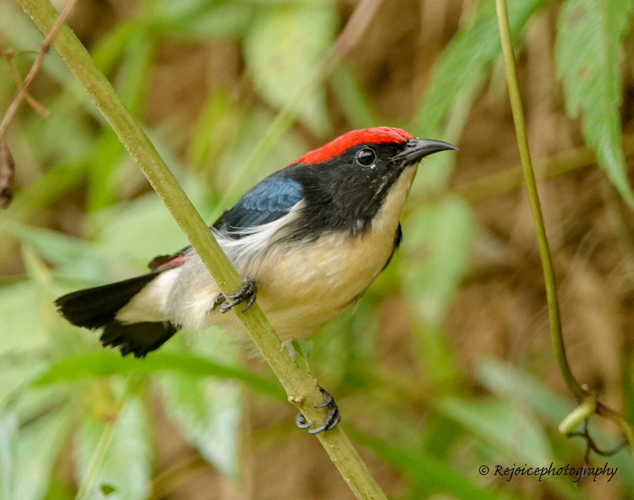 Image of Scarlet-backed Flowerpecker