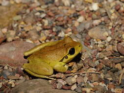 Image of Lesueur's frog