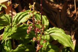 Crepidium matsudae (Yamam.) Szlach.的圖片