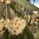 Imagem de Eucalyptus microcarpa (Maiden) Maiden