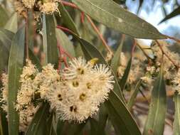 صورة Eucalyptus microcarpa (Maiden) Maiden