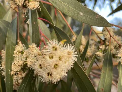 Image of Eucalyptus microcarpa (Maiden) Maiden