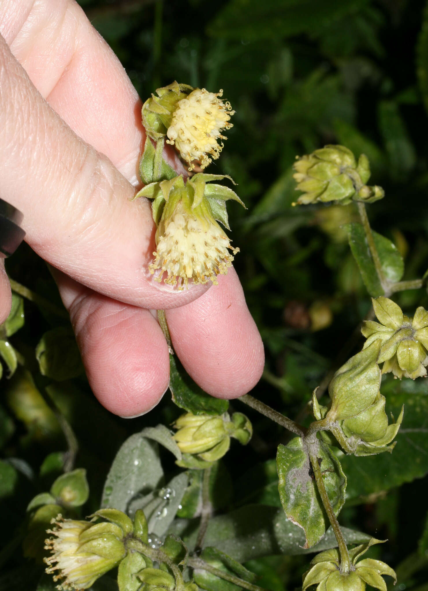 Image de Aetheolaena involucrata Cass.