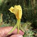 Oenothera longissima Rydberg的圖片