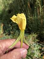 Image of longstem evening primrose