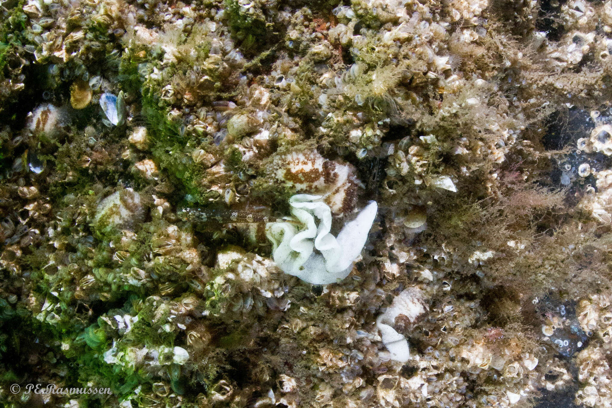 Image of barnacle-eating onchidoris