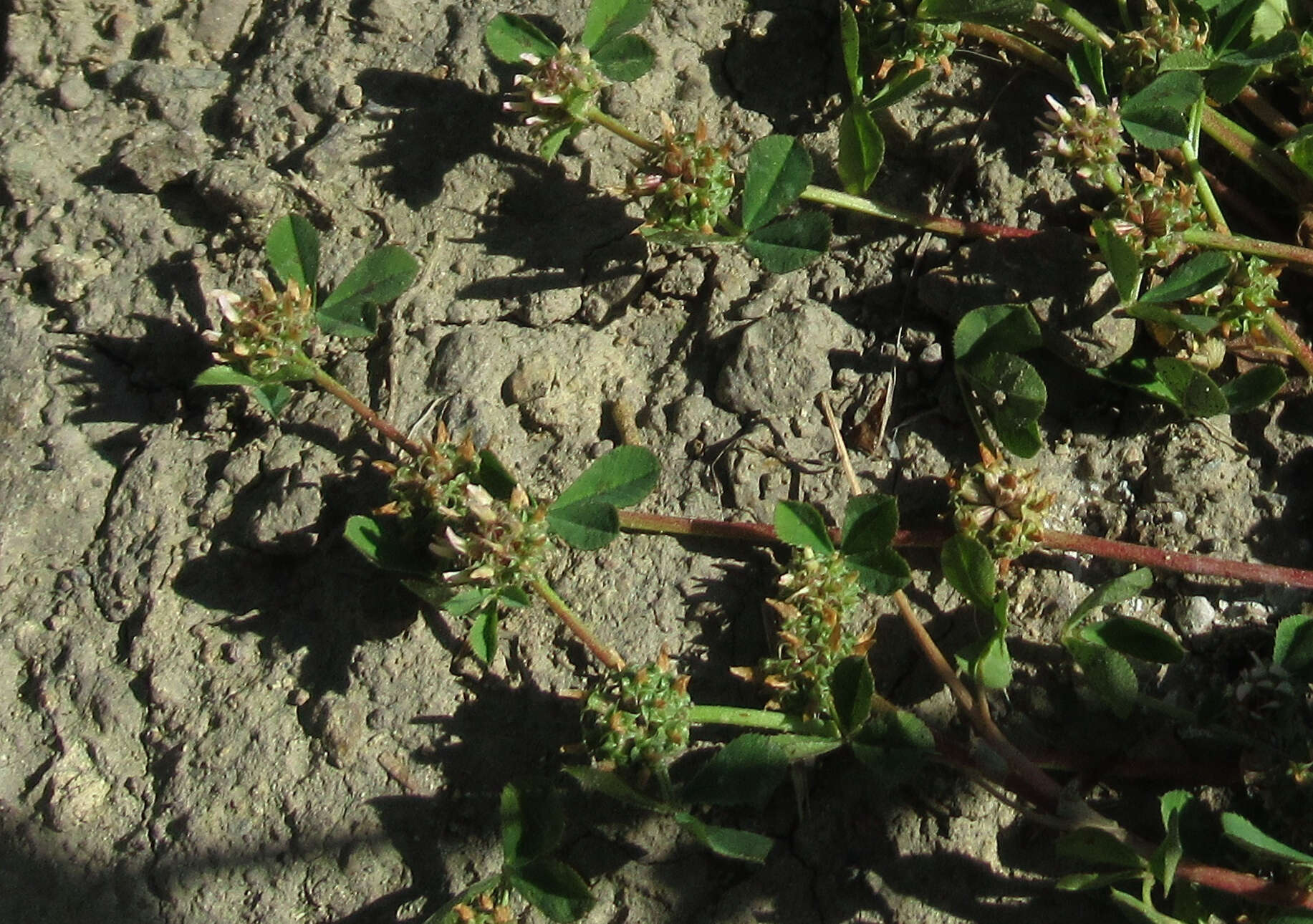 Image of clustered clover