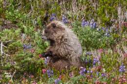 Image of Marmota subgen. Petromarmota Steppan et al. 1999