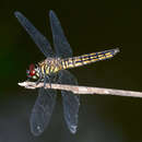 Imagem de Lyriothemis acigastra (Selys 1878)