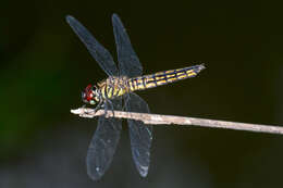 Plancia ëd Lyriothemis acigastra (Selys 1878)