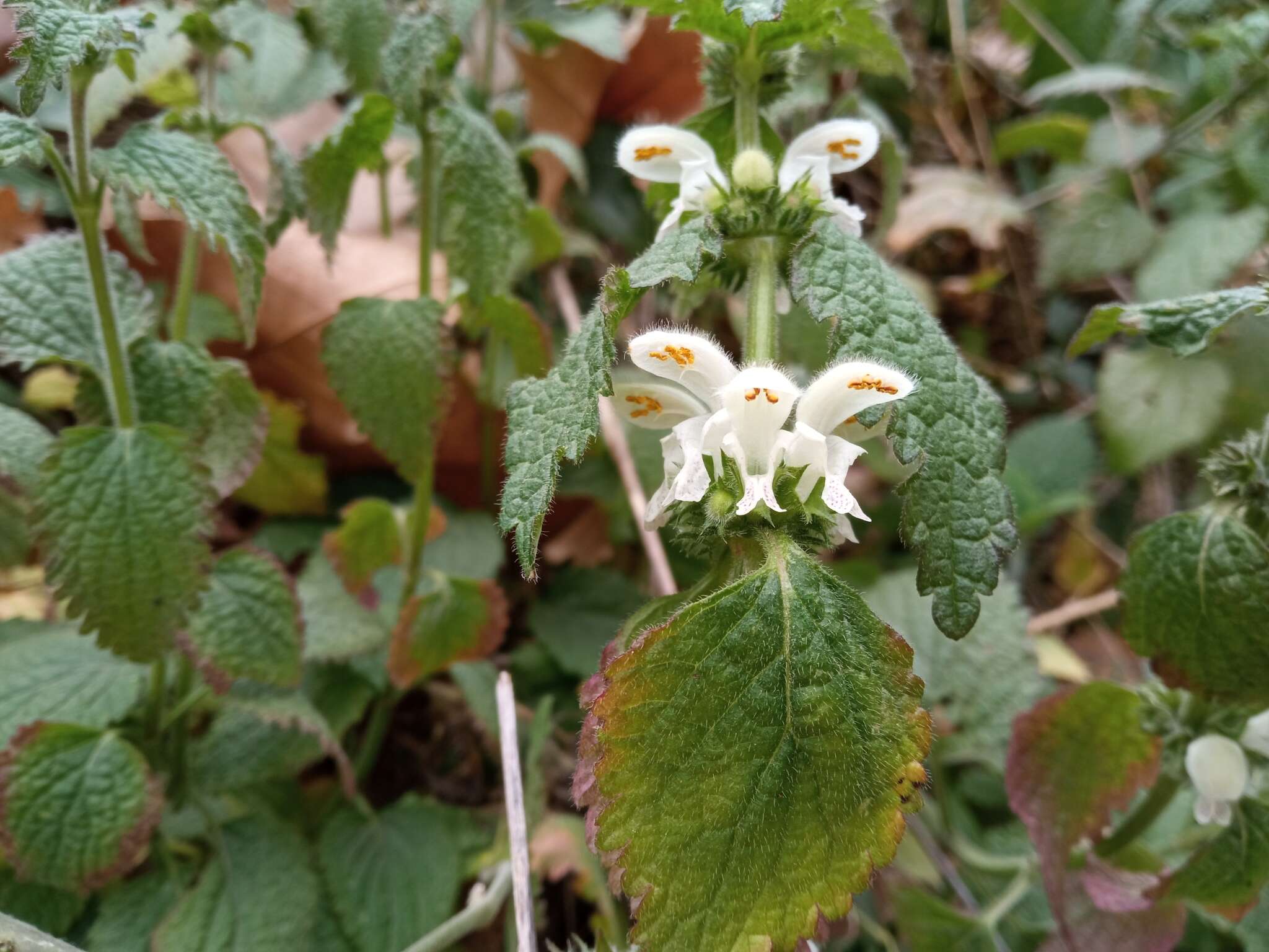 Image of Lamium flexuosum Ten.