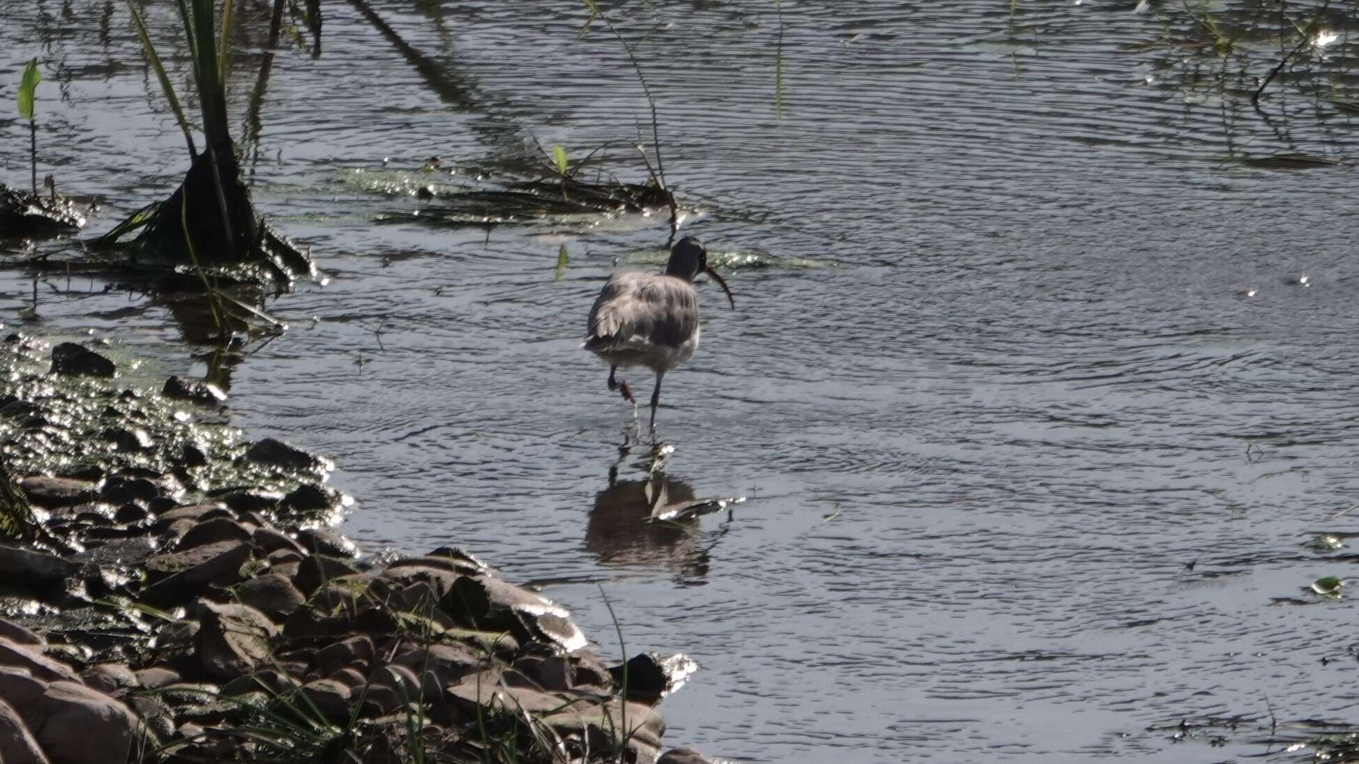 Image of ibisbills